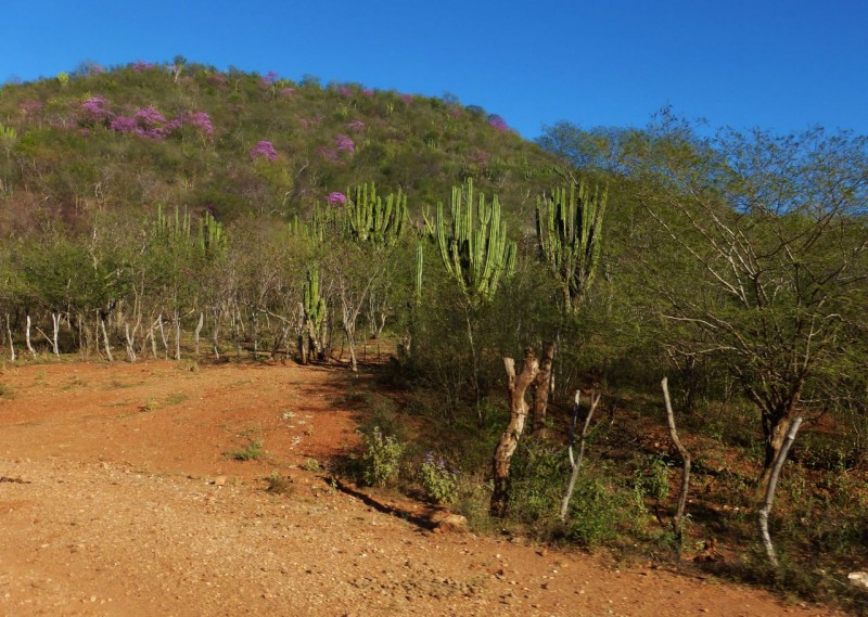 We drove all of Day 1 on good graded dirt roads like this, passing huge cacti and thorny bushes with beautiful purple flowers adorning the hillsides. The roads were lined with barbed wire fences made from hand-hewn fence-posts.