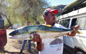 At the village of Agua Verde we asked around and were able to score a beautiful Yellow Tail which fed 9 people for two nights.  Yumm!