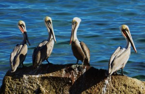 The Pelican Quartet
