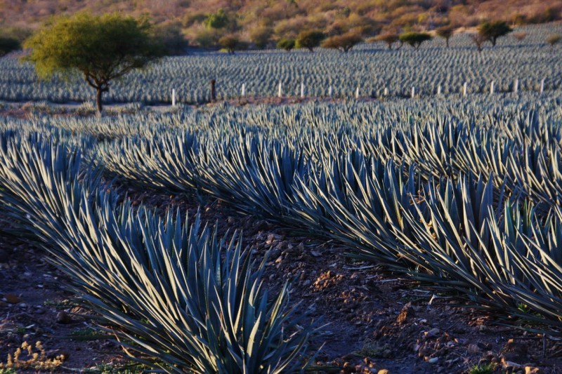 Traveling northeast on more yellow roads, we passed field after field of blue agave, the origins of blue agave tequila.