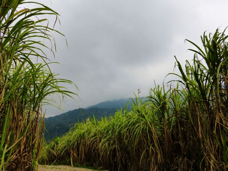This was sugar cane country!  The yellow roads turned to dirt, and the pageant of this sweet commodity was dramatically played out as we drove along in a drizzly mist.   The crops thrived in this warm, humid climate in the valleys between “King Kong” looking mountains. 