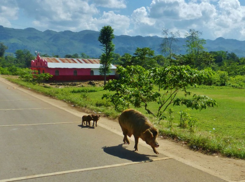 Pigs on the loose…looks like these guys are running away from being dinner! 