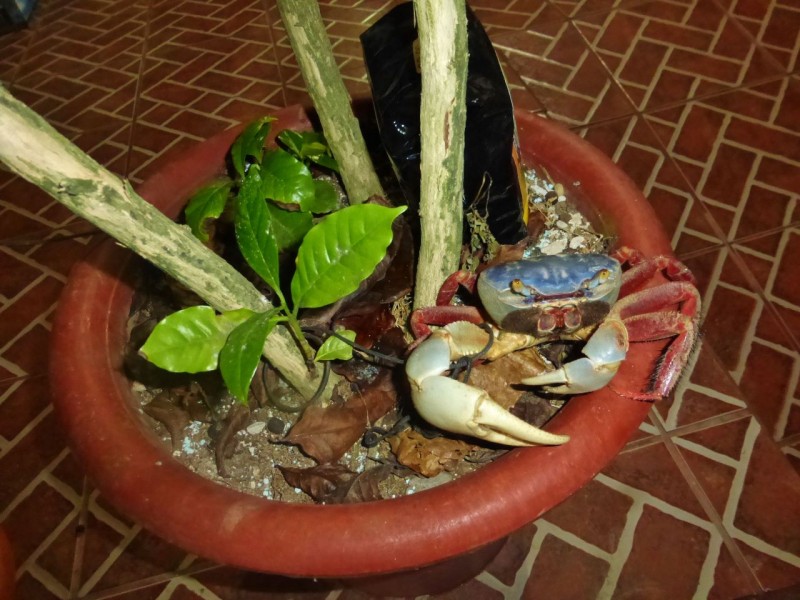 The restaurant kept this poor crab on a string as a pet. He lived in a potted plant.