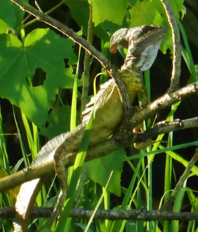 Jesus Christ lizard – because they can run on water for over 100 yards we were told!