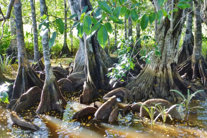 Mangrove roots look cool at low tide.  Oscar told us the river level varies by over seven feet with the Pacific tides.