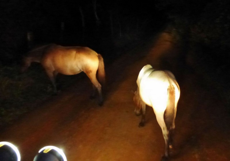 Good driving lights are a savior on dark nights in the jungle! But horses? Where are the elephants, rhinos and big cats?