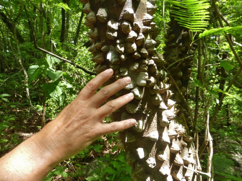 Interesting flora and fauna along our jungle walk included this “pokey tree.” Being the brilliant naturalists that we are, you’ll have to follow someone else’s blog to learn the official names of these things.