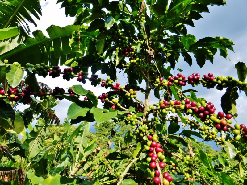 Coffee beans on the vine.  The red ones are ready for picking while the green ones have a way to go.  Each bean is picked by hand as it ripens.
