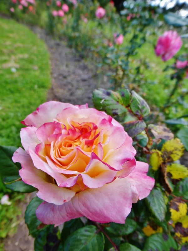 Ancient rose gardens… 