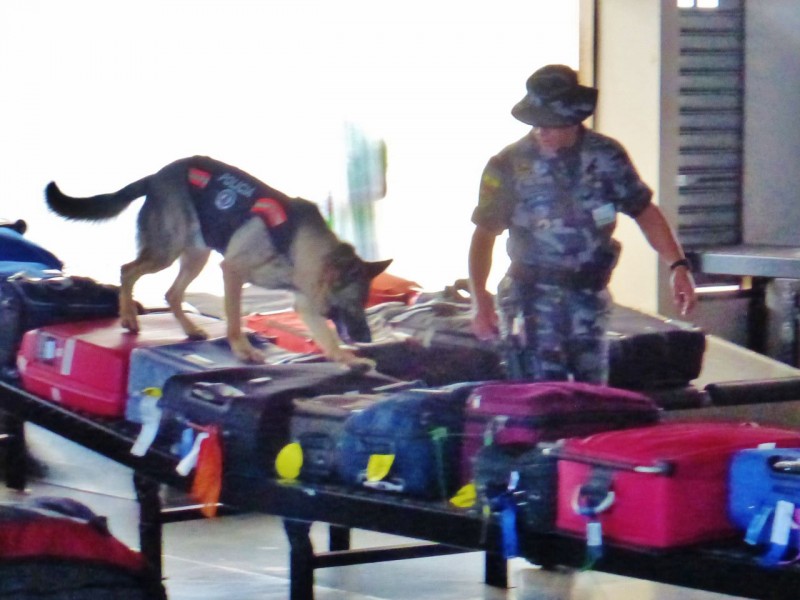 The first animal we saw was this food sniffing dog, padding eagerly all over our bags looking for illegally imported snacks.  Part of the way the Islands are protected is by strict controls of any biological materials. 