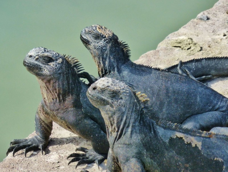 The official welcome to The Galapagos Islands was given by these stoic marine iguanas…