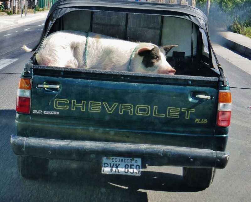 This big piggy went to market – in this little truck.  We bet he wished he’d stayed home. 