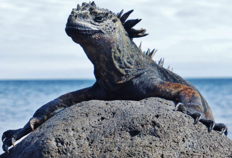 He may look like Godzilla about to eat New York, but he’s really just trying to get warm.  The marine iguanas may have adapted to diving for long periods of time, but they are still cold blooded.  The black coloring is not for camouflage, but to absorb warmth from the sun.  After diving, the marine iguanas are so cold they can barely move.  Seeing thousands of them (literally) frozen on the rocks is quite a spectacle as they raise their little reptilian temperatures to where they can move again.