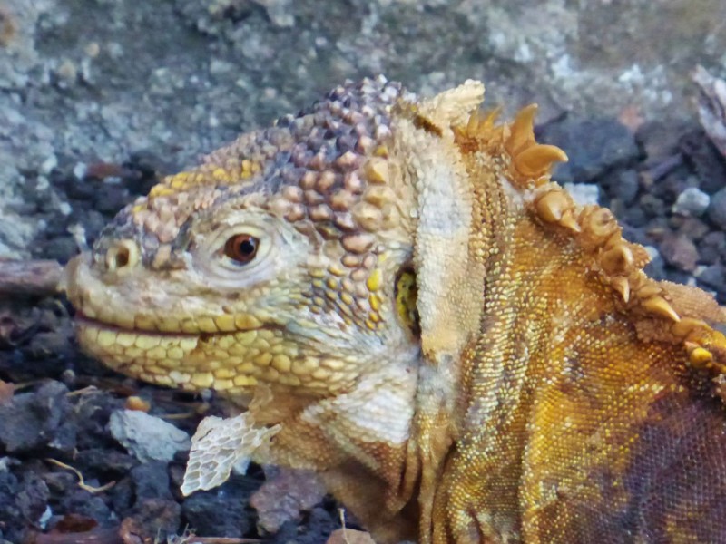 …and this huge, meter long land iguana…