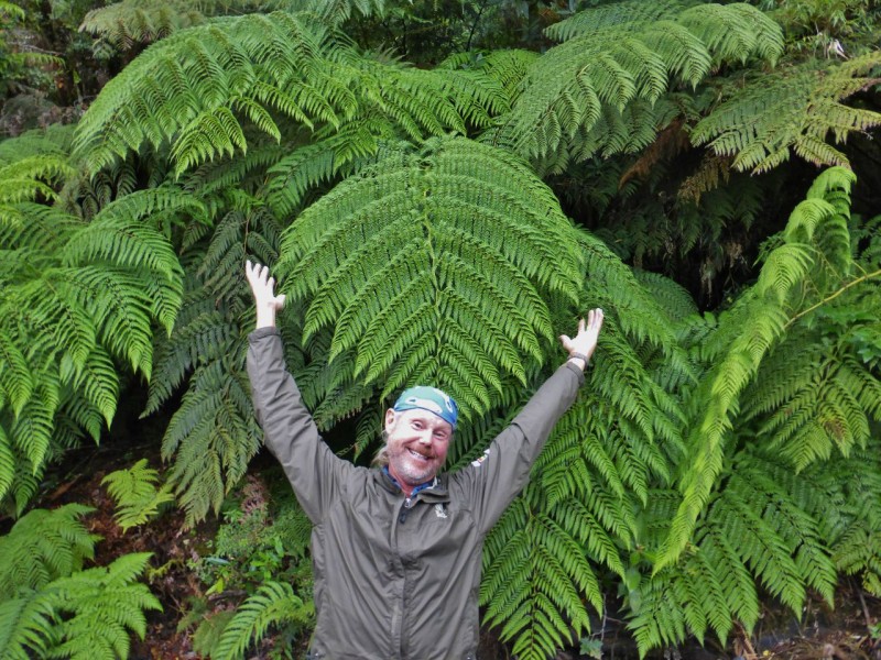 …and giant ferns! (They are ferns, aren’t they?)