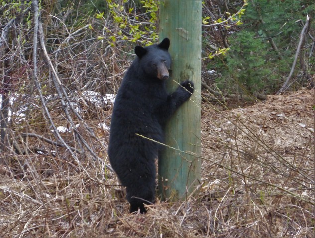 Professional Tree Hugger. This guy was our first Black Bear sighting with many more to come. He was right along the highway and when we stopped he ran and tried to climb a power pole! 