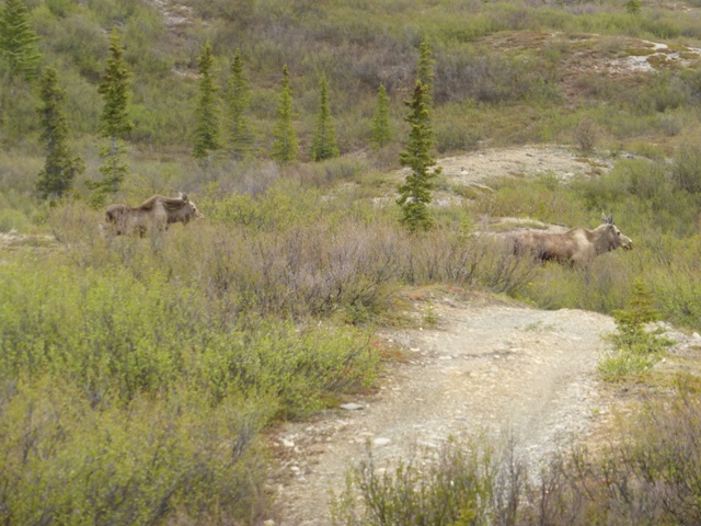 …and crossed paths with this moose cow and her yearling calf. Yikes, glad they were running the other way!