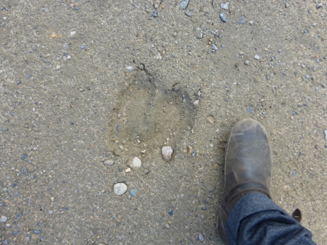 Adding to the remoteness were all the signs of big hungry critters that we’ve never seen before. First off were the big egg shaped pellets we figured were moose. Next came wolf tracks…. Then grizzly bear (a small one) and finally moose hoofs. Onward!