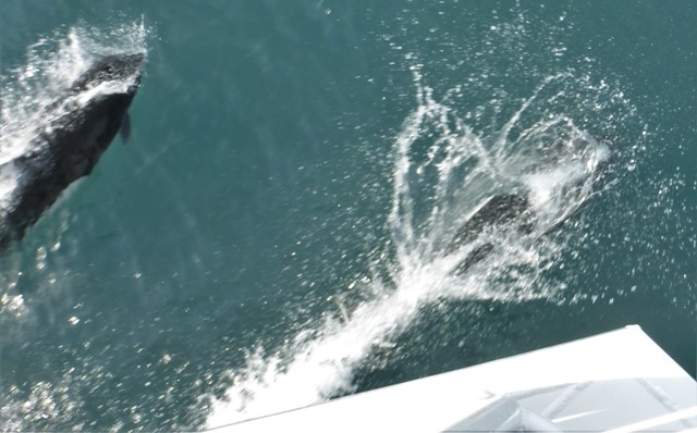 Not a great shot, but an entire school of dolphins escorted us back to port, swimming under the boat side to side and frolicking in front of us. It was incredible to witness their speed as they easily kept up with the ship! 