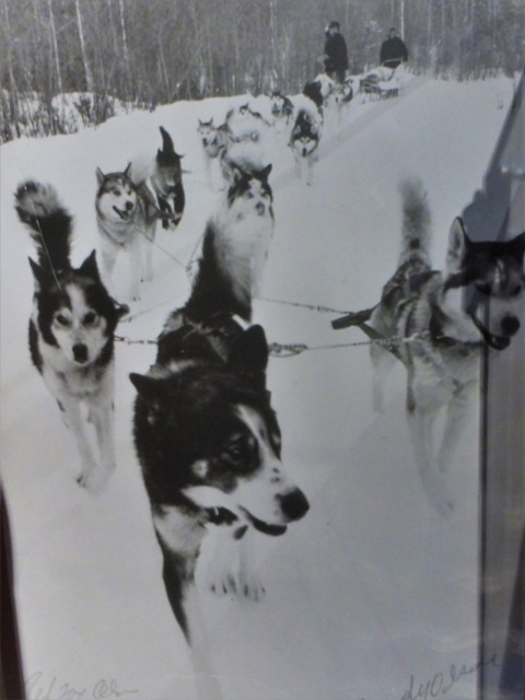 …by a dogsled team!